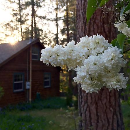 Ahwahnee-Be Vintage Cabin - Walk To Town! Idyllwild Esterno foto